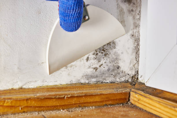 Best Black Mold Removal  in Senath, MO