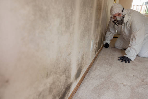 Best Environmental Consulting for Mold Prevention  in Senath, MO